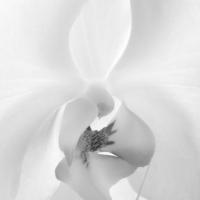 LILY91